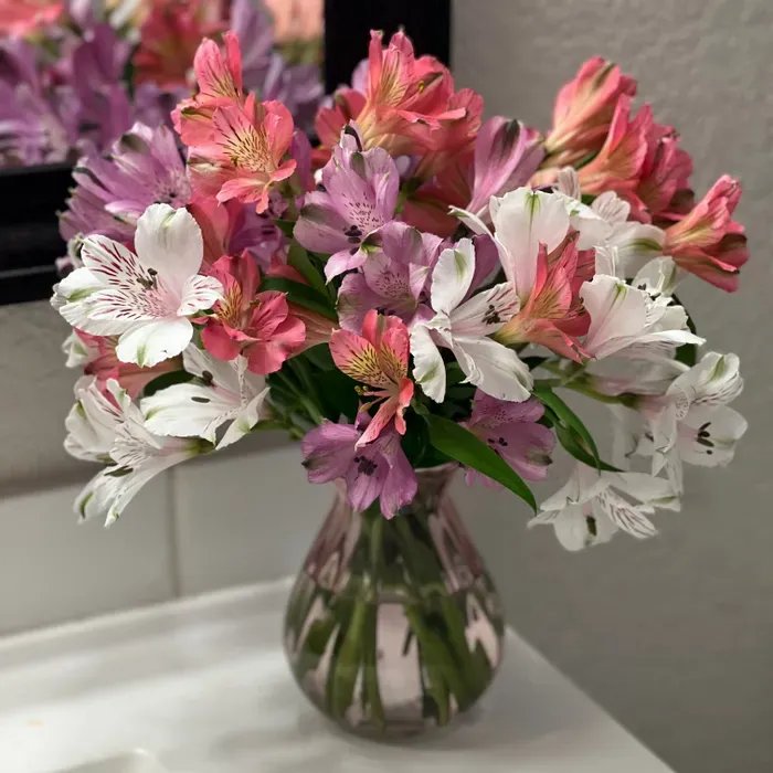 Ultimate Guide To Alstroemeria Care