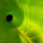 Heliconia leaf, unfurling, new — Uncover the Thrill of Winning at Online Casinos