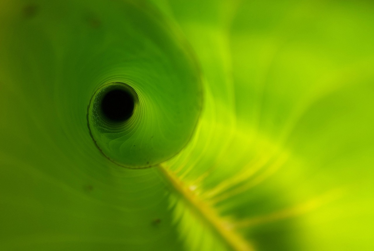 Heliconia leaf, unfurling, new — Uncover the Thrill of Winning at Online Casinos