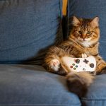 Cat, kitten, nature — W88 Esports: A Thrilling World of Competitive Gaming