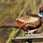 Pheasant, female, bird — What Are The Most Powerful Weapons In The Call Of Duty: Warzone?