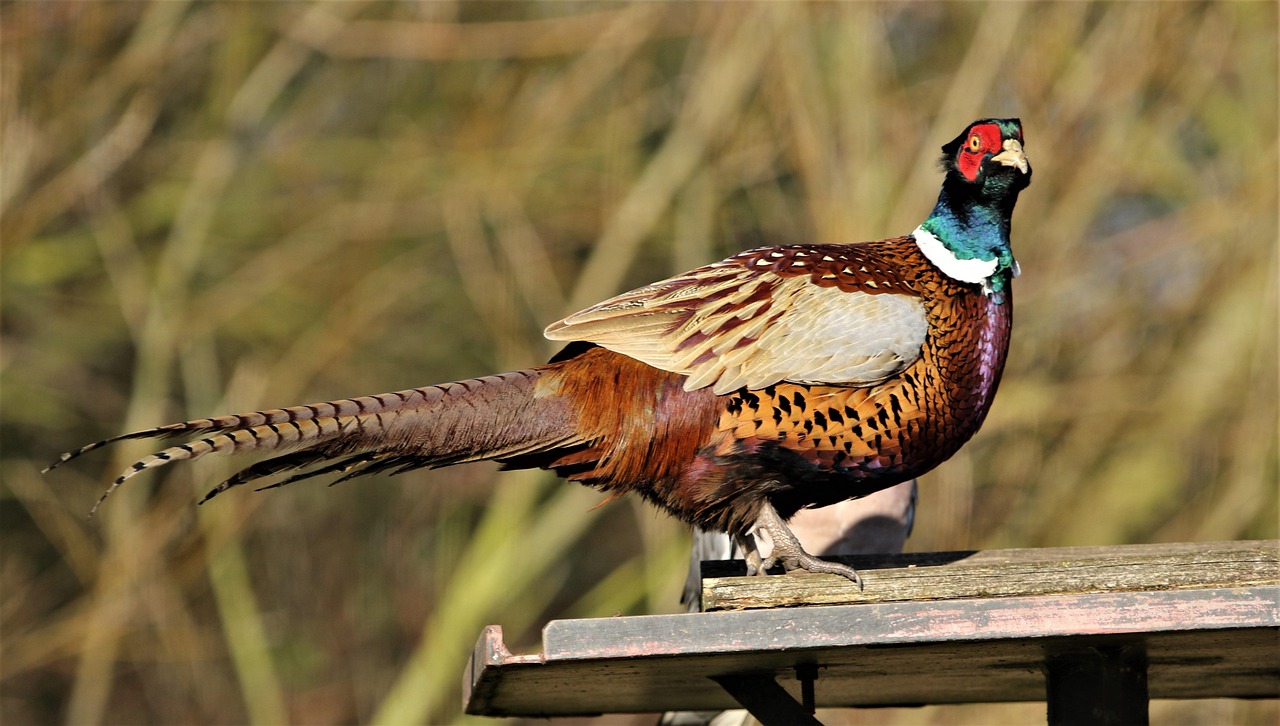 Pheasant, female, bird — What Are The Most Powerful Weapons In The Call Of Duty: Warzone?