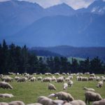 Sheep, new zealand, farm — What Is Covered by Medicare Advantage Plans Compared to Medicare?