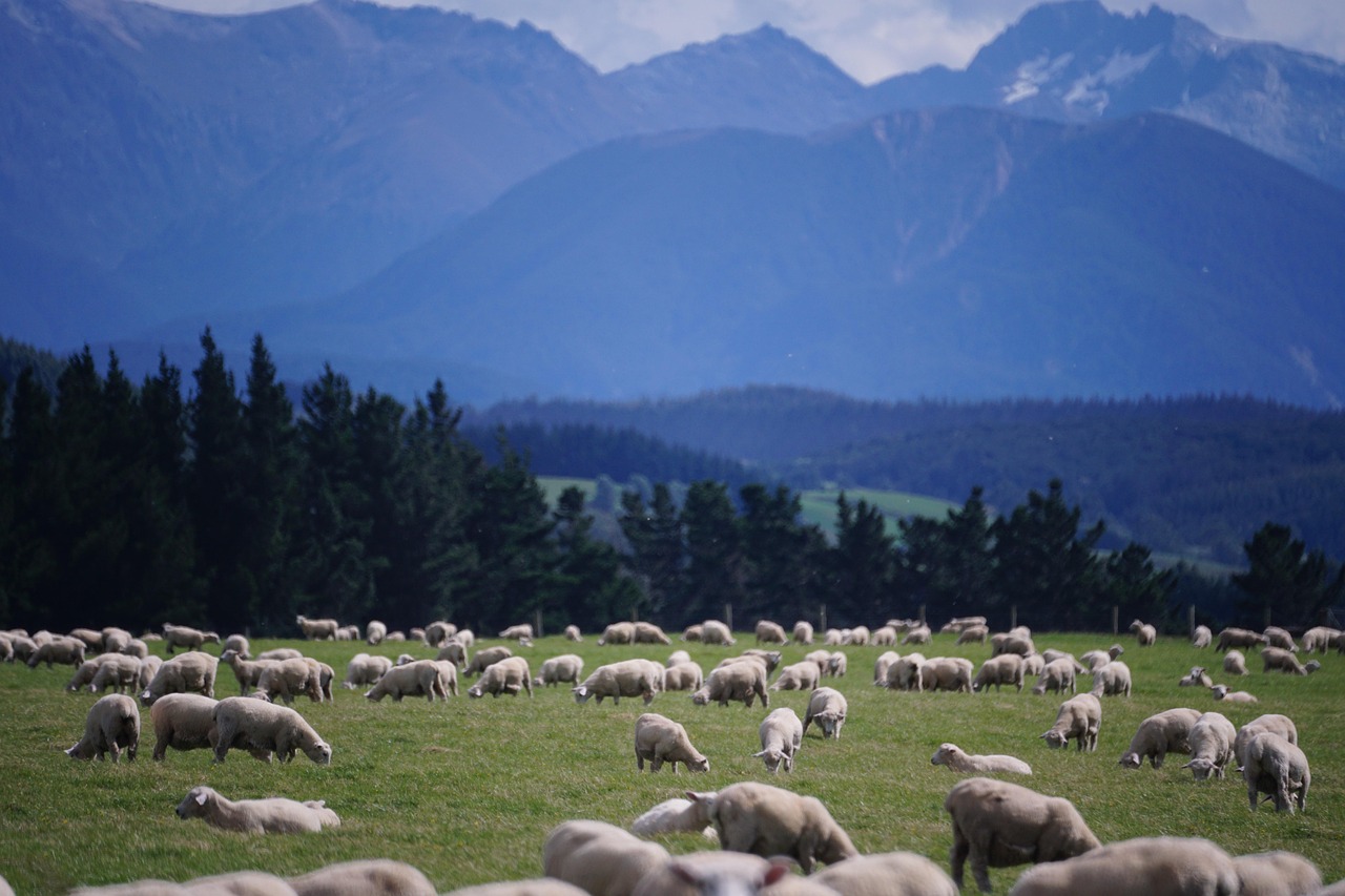 Sheep, new zealand, farm — What Is Covered by Medicare Advantage Plans Compared to Medicare?